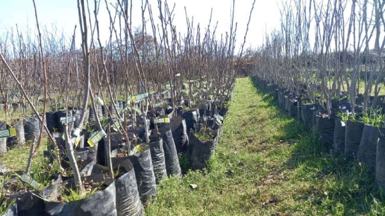 نهال در نهالستانهای گیلان